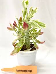 Image result for Monadenium