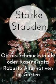 Alternative Zu Rasen Gesucht Bodendecker Und Stauden Stauden Rasen Bodendecker