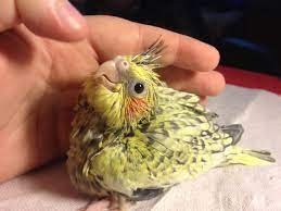 We did not find results for: 1 Month Old Baby Cockatiel So Adorable And Innocent Looking Pet Birds Cute Birds Funny Birds