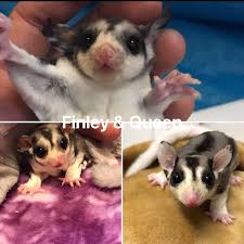 Breeding Pairs Nug S Sugar Gliders Gifts