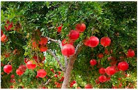 Image result for Punicaceae