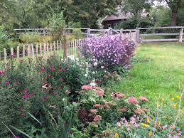 No x plants at this time. Glattblatt Aster Crimson Brocade Beste Sorten Stauden Wissen