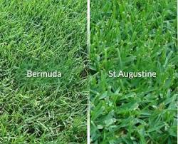 Black polyethylene applied over bermudagrass to prevent sunlight from reaching the plant can effectively control established plants. Getting Rid Of Bermuda Grass In St Augustine Lawns St Augustine Grass Care Grass Care