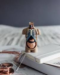 There are 78 organs in the human body.it is difficult to give the right answer. Career Care Institute Lancaster Did You Know There Are 78 Organs In The Human Body Learn All About Human Anatomy And So Much More With Our Medical Assisting And Nursing Programs