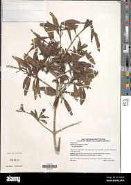 Image result for Pavetta gardeniifolia