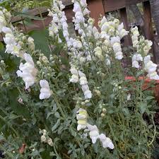 Image result for Antirrhinum