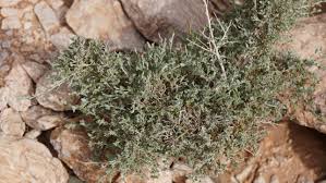 Image result for Seddera