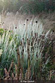 Image result for Schizachyrium
