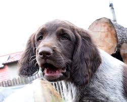 Image result for německý ohař dlouhosrstý