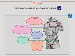 I recomend giving it a shot if your trying to learn. ç¿¼ç‹ç½' Yiihuu Com Male Torso Cross Section By Anatomy For Facebook