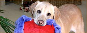 (see our email privacy policy for details.) emails are serviced by constant contact. Monterey Bay Lab Rescue Mblrr Dedicated To Rescuing And Rehoming Labs And Lab Mixes From High Kill Shelters