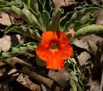 Image result for Pterodiscus elliottii