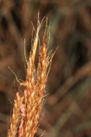 Image result for Eulalia aurea