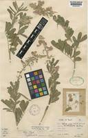 Image result for Tephrosia noctiflora