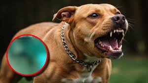 Mujer murió tras sufrir ataque de sus perros pitbull en su propia casa:  esto se sabe - BluRadio