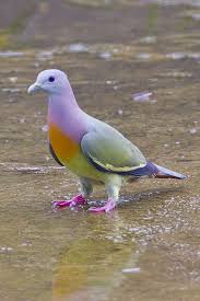 pink necked green pigeon male bp 29012012 001 pink necked flickr photo sharing animals animals beautiful pink necked green pigeon