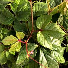 Image result for Cissus