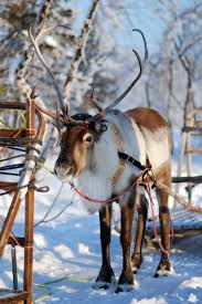 Sami Ren 3 Finnish Reindeer Is Ready To Serve You Animals Beautiful Animals Animals Wild