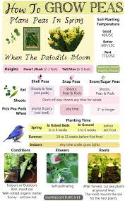 You know fresh garden peas are truly the tastiest straight from the shell. How To Grow Peas Shell Snap Sugar Snow Growing Peas Grow Peas Gardening Tips