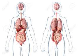 Maybe you would like to learn more about one of these? Woman Anatomy Internal Organs Rear And Front Views On White Background Stock Photo Picture And Royalty Free Image Image 120521974
