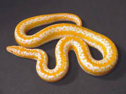 Pretty Rosy Boa Rosy Boa Rosie Pet Snake