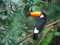 Because of the way the bones in their tails grow, toucans are able to flip their tails up to touch their heads. Toucan Wikipedia