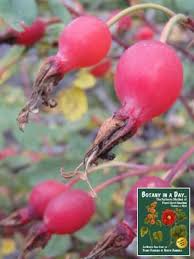 Image result for Rosaceae