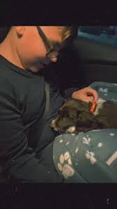 puppy expectations Vs puppy reality 🤣😍#sprockerpuppy #itsjustmybabyd...