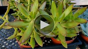 Image result for Crassula alticola