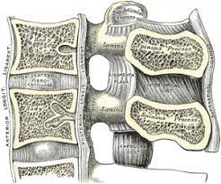 It may be associated with inflammation (arthritis) or Ligamentum Flavum Physiopedia
