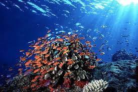 bold and beautiful fiji reef fish what can i see scuba diving