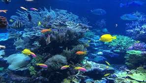 Visit an island in langkawi with the weirdest name that you may have ever heard! 7 Best Places For Snorkeling In Langkawi For Your Trip In 2021