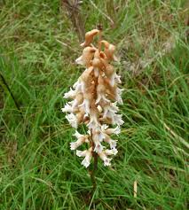 Image result for Gastrodia