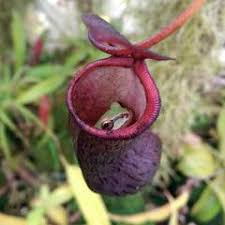 The tropical pitcher plant, or nepenthes, is a highly complex and refined bug catcher. Highland Tropical Pitcher Plants Nepenthes California Carnivores