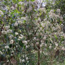 Image result for Pavetta sp. B