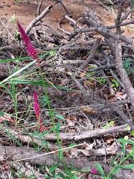 Image result for Hermbstaedtia