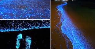 Really incredible glowing in dark water. Starscenes Magical Glow In The Dark Beach In The Maldives Facebook