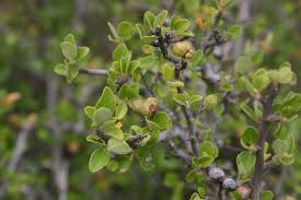 Image result for Grewia arborea