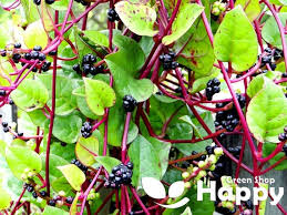 Image result for Basella paniculata