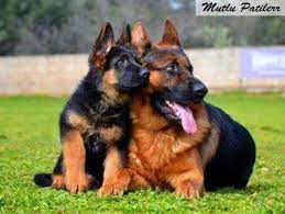 mutlu patilerr en zeki 10 kopek cinsi alman coban kopegi alman coban kopekleri kopek