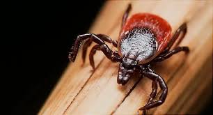 Image result for infected tick bite