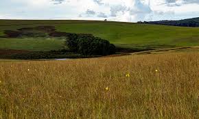 Image result for Kniphofia grantii