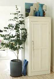 Everything About Growing Eucalyptus Indoors In 2021 Eucalyptus Plant Indoor Plants Planting Flowers