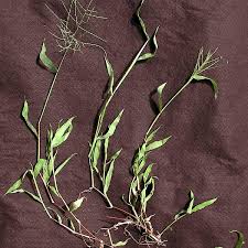 Image result for Digitaria complanata
