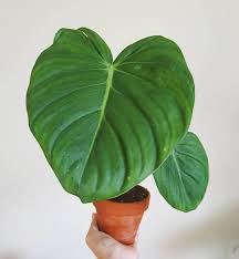 Uk Based On Instagram Philodendron Pastazanum Mcdowell Bought This A While Back From Inquisitivegreens Who Has A A Plant Projects Philodendron Plant Leaves