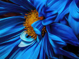 Use them in commercial designs under lifetime, perpetual & worldwide rights. Micro Focus Photography Of Blue And Orange Petaled Flower Free Stock Photo
