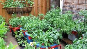 Kerja dari rumah, sekolah pun dari rumah. Sensasi Bahagia Berkebun Di Rumah Mulailah Dengan Menanam 4 Jenis Sayuran Ini Klik Hijau