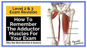 Muscles of the anterior thigh. How To Remember The Muscles Of The Upper Thigh Archives Parallel Coaching