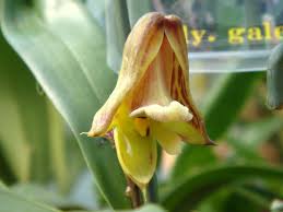 Image result for Polystachya galeata