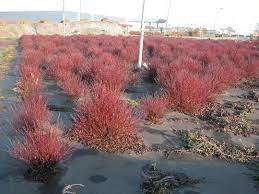 Maybe you would like to learn more about one of these? Cornus Stolonifera Kelseyi